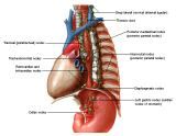 Anatomie:hart,longen,mediastinum,vagus,azygos,trachea,bronchus,vena cava,slokdarm,oesophagus,larynx,cor,diaphragma